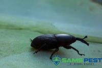 Sams Borer Control Service Sydney image 3